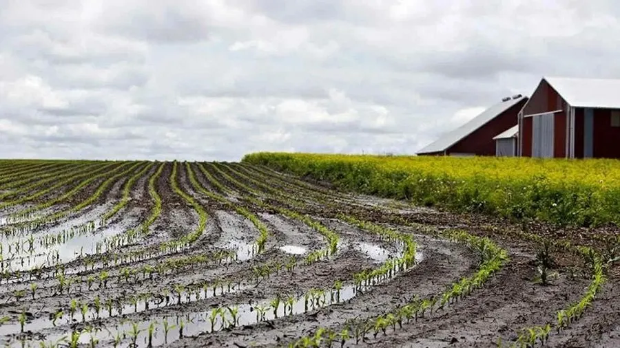 Kharif crop.jpg