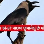 Crow