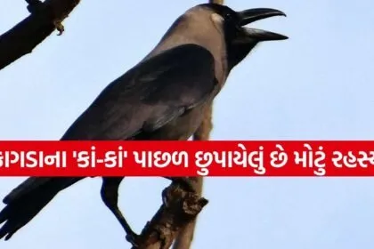 Crow