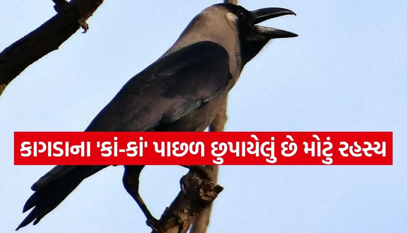 Crow