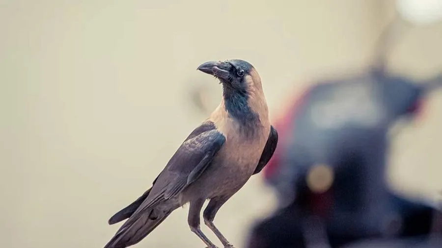 Crow