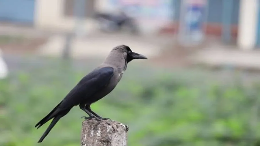 Crow