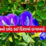 Aparajita Plant