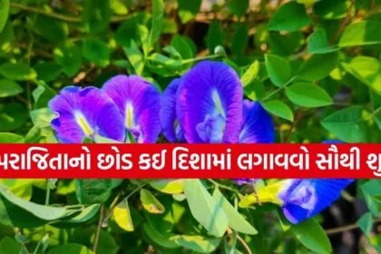 Aparajita Plant