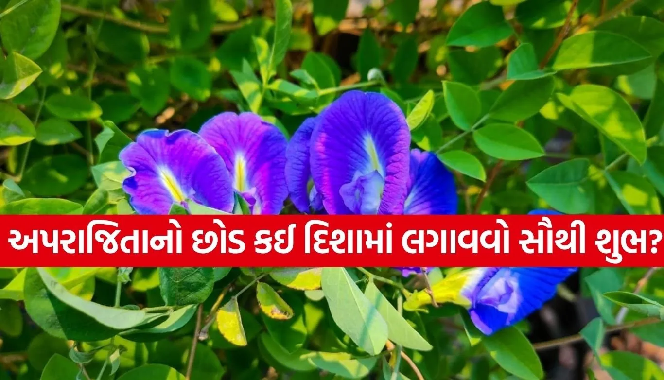 Aparajita Plant