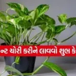 Money Plant