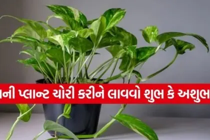 Money Plant