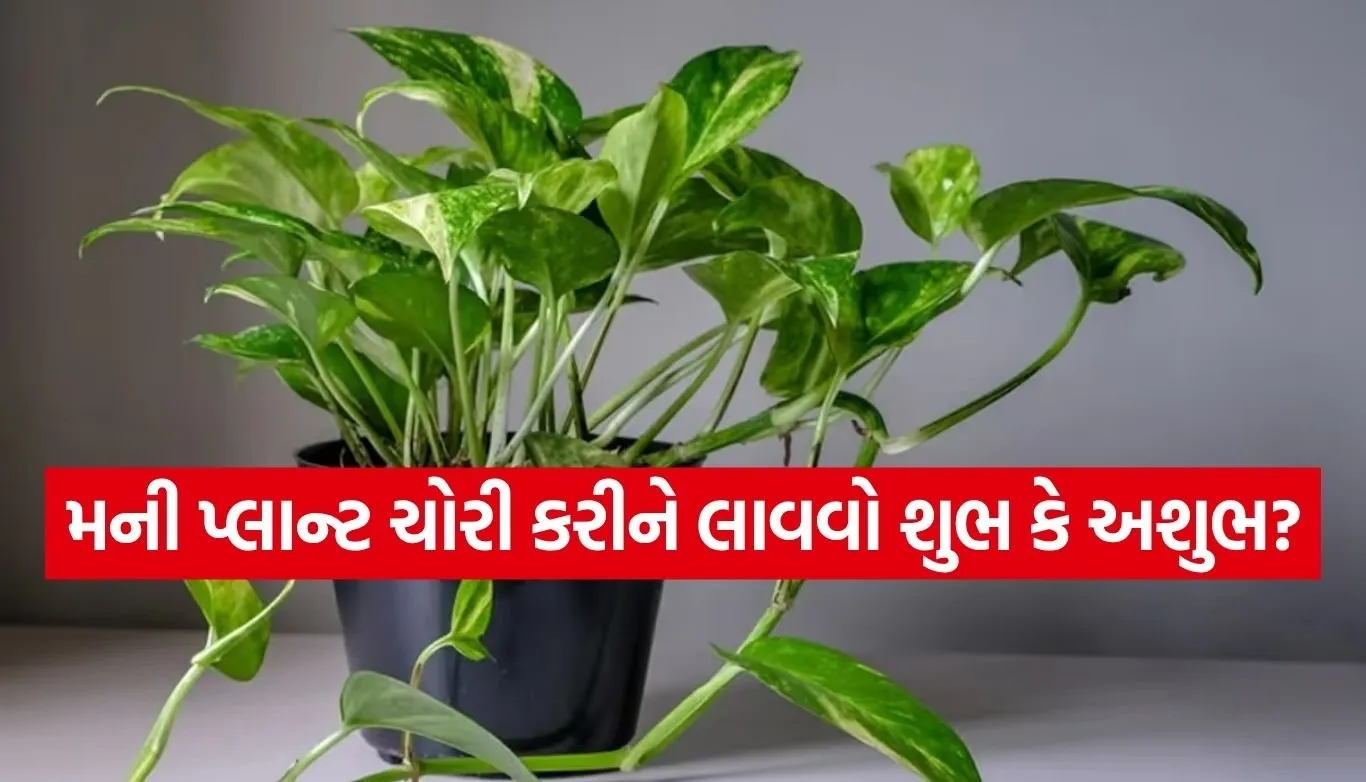 Money Plant