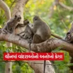 monkey1