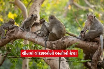 monkey1
