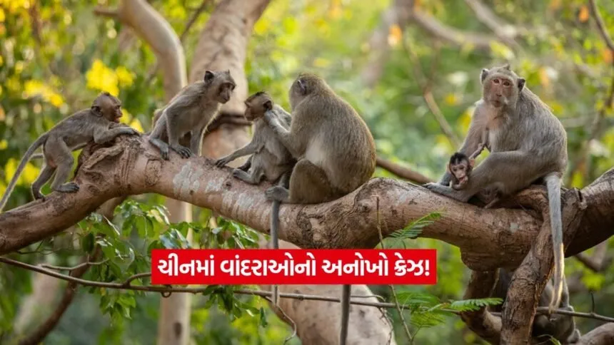 monkey1