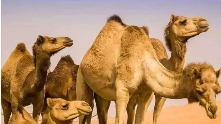 Camel Deaths