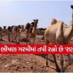 Camel Deaths