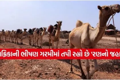Camel Deaths