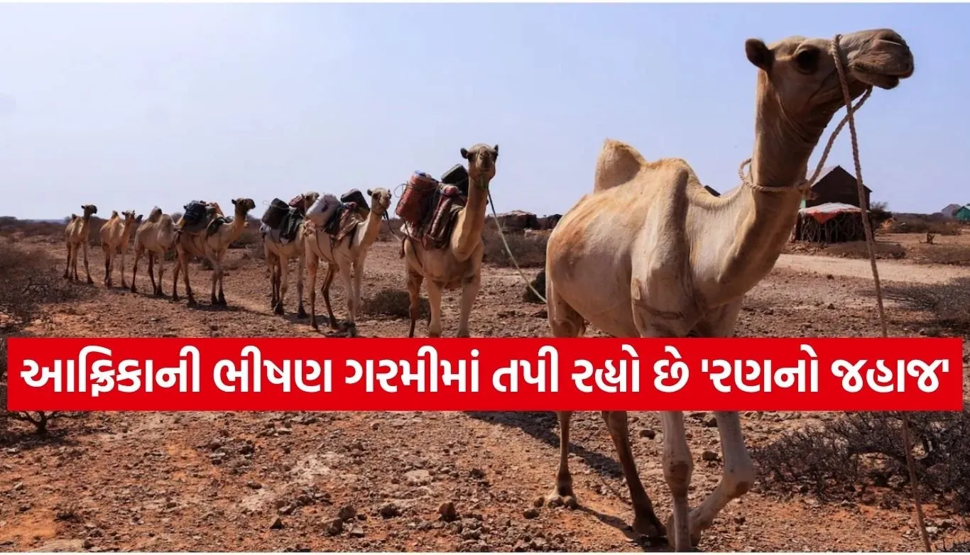 Camel Deaths