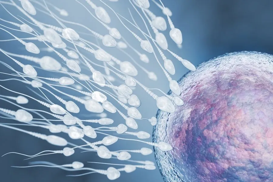 sperm .jpg