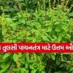 Van Tulsi 2607