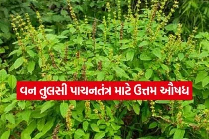 Van Tulsi 2607