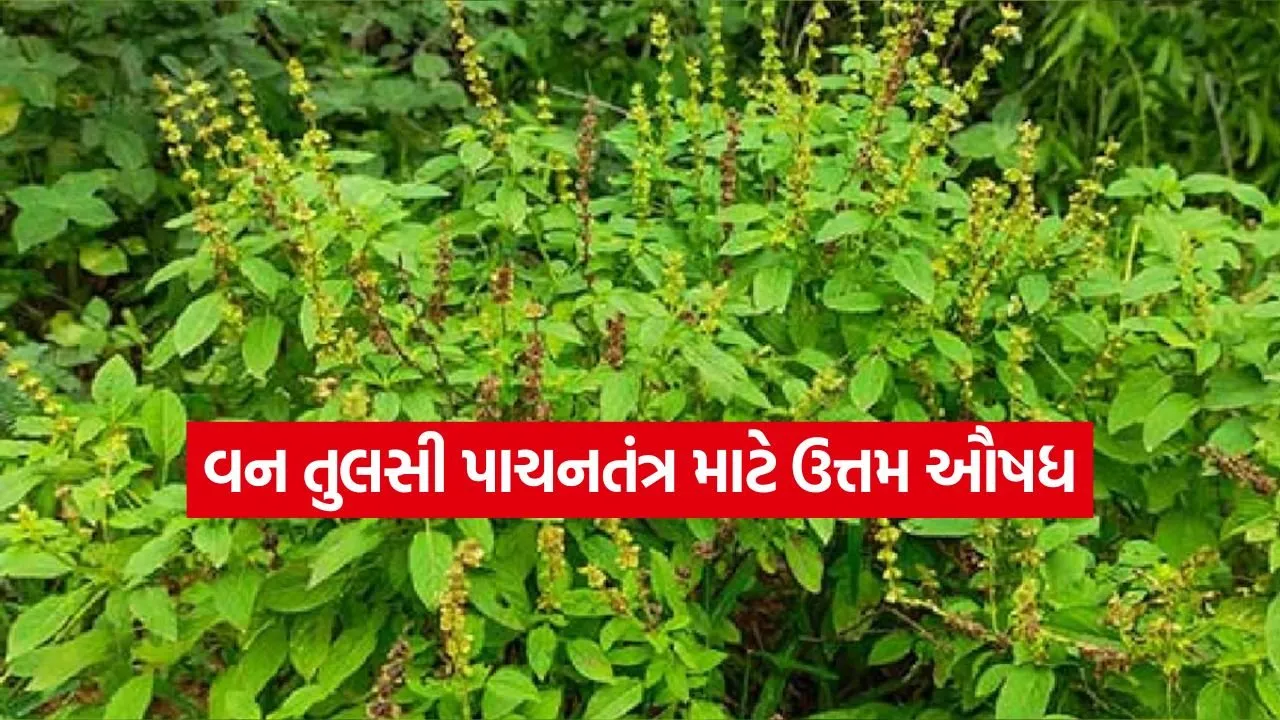 Van Tulsi 2607.jpg