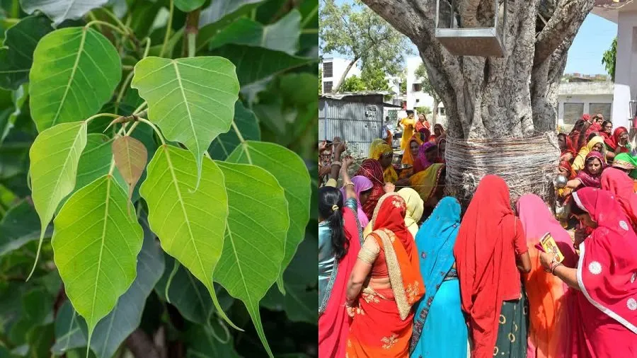 Ashadha Purnima