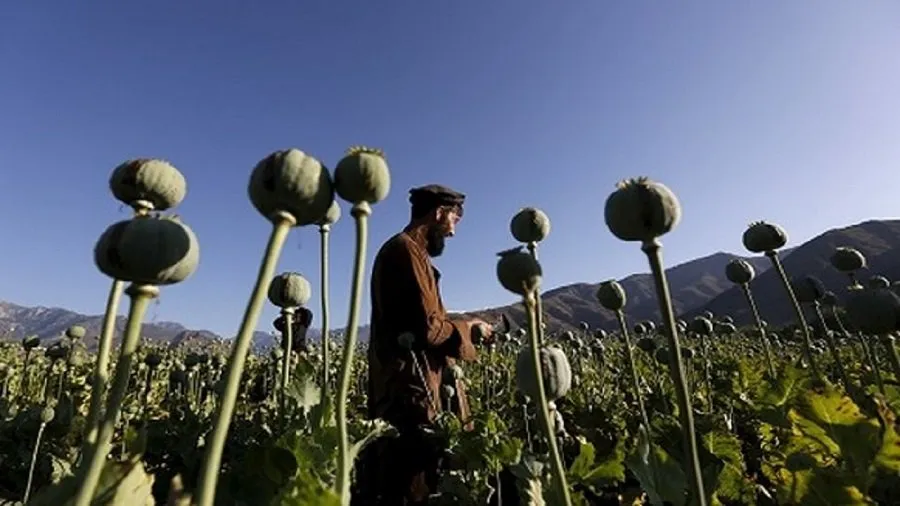 Opium