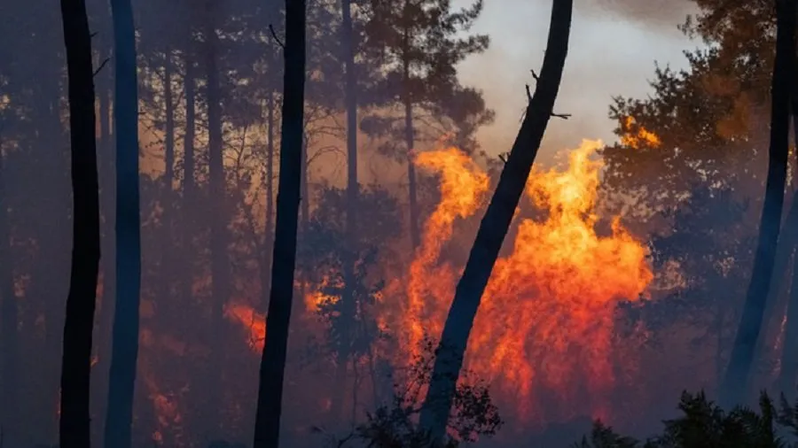France Wildfire