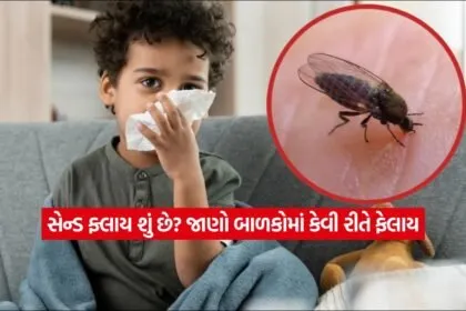fly