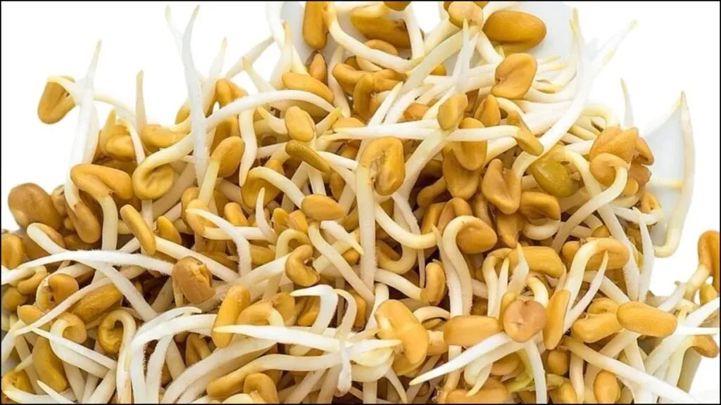 બ્લડ સુગર કંટ્રોલ કરવું છે? બપોરના ભોજન પહેલાં ખાઓ ફણગાવેલી મેથી 2 Sprouted Fenugreek.1
