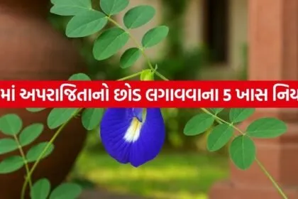 Aparajita Plant