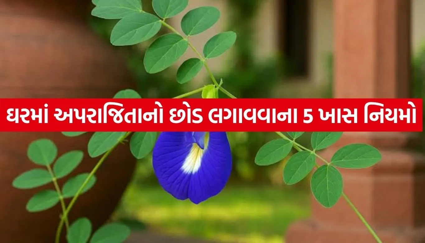 Aparajita Plant