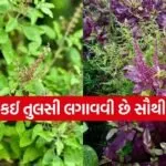 Tulsi Vastu Rules