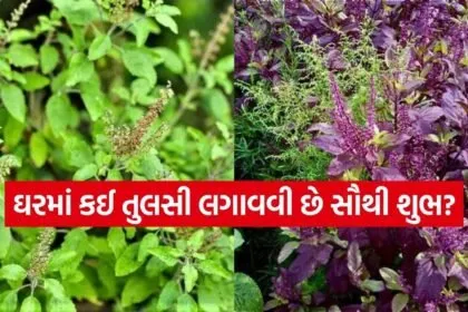 Tulsi Vastu Rules