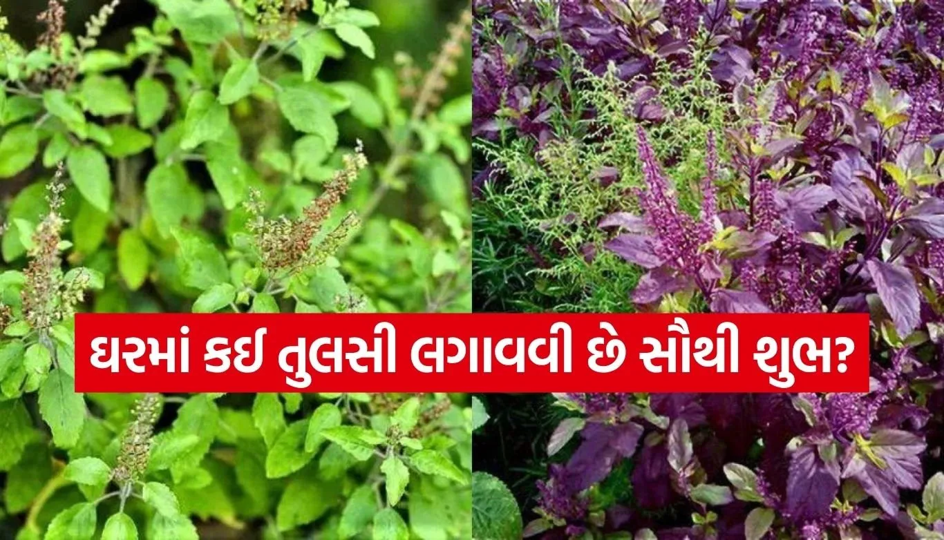Tulsi Vastu Rules