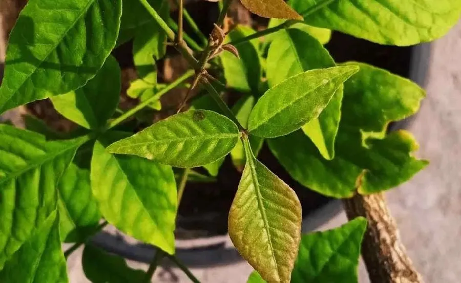Bel Leaves
