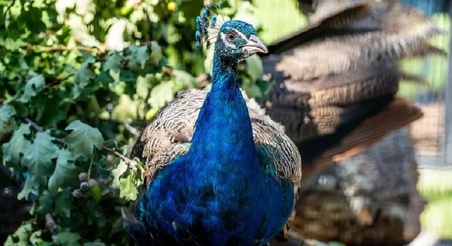 Peacock