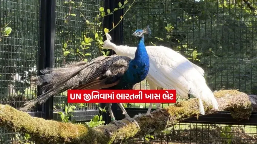 UN1