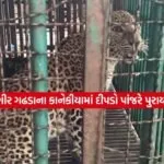 leopard