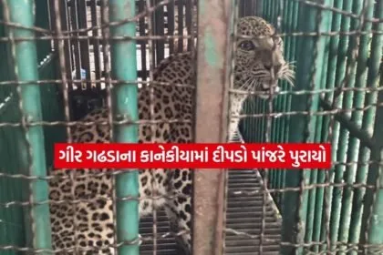 leopard