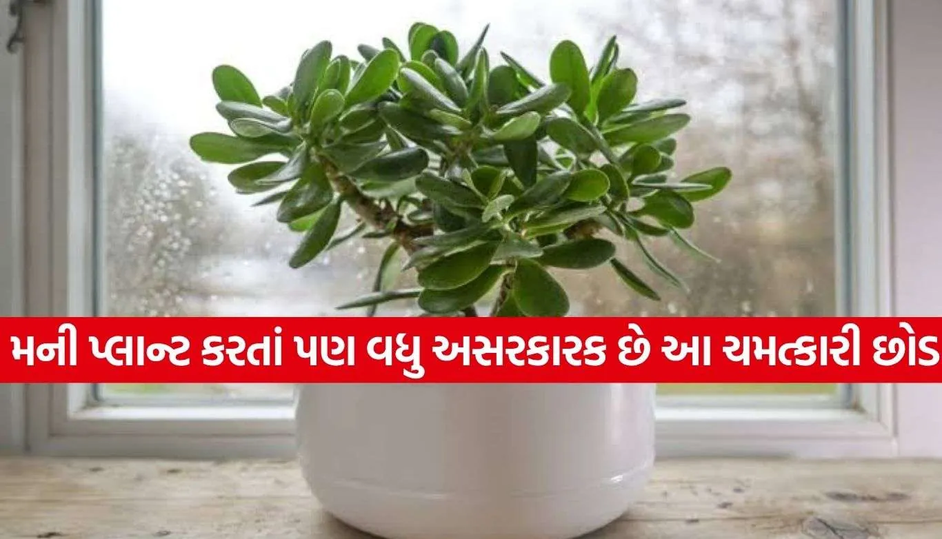 Jade Plant