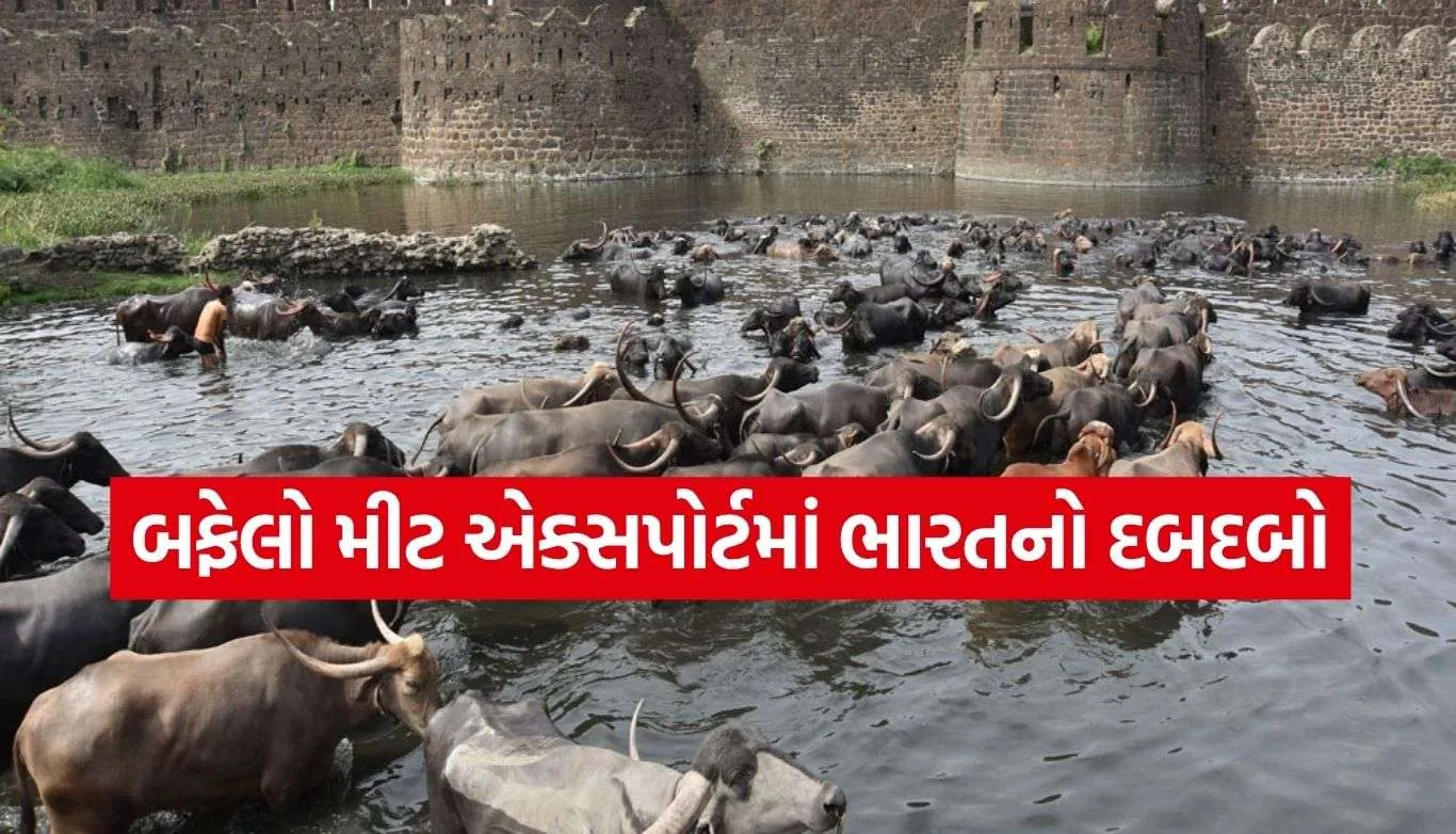 Buffalo Meat