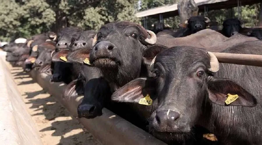 Buffalo Meat