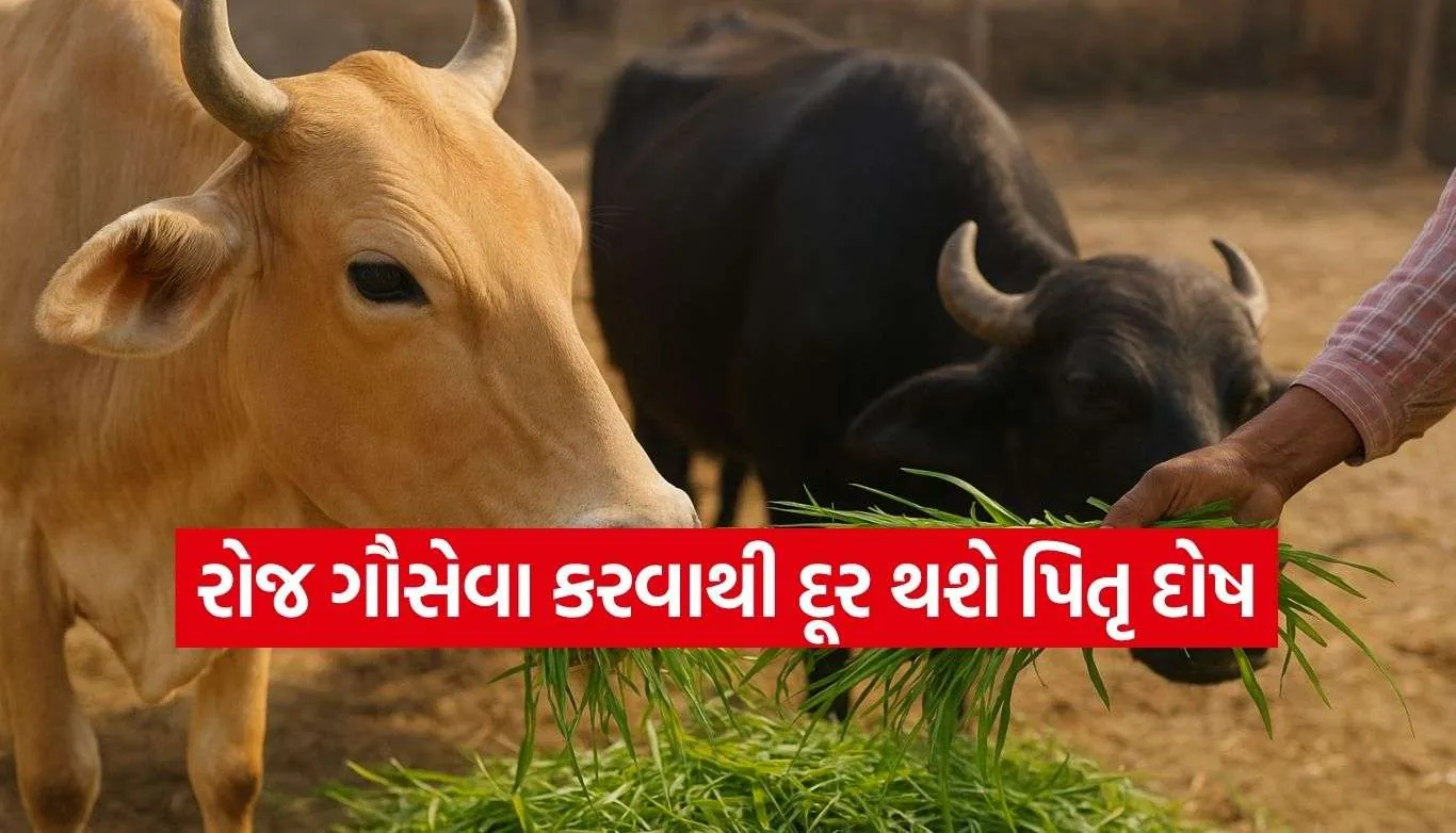 Cow Feeding