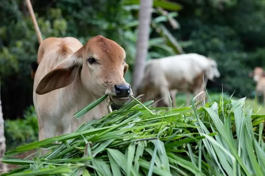 Cow Feeding