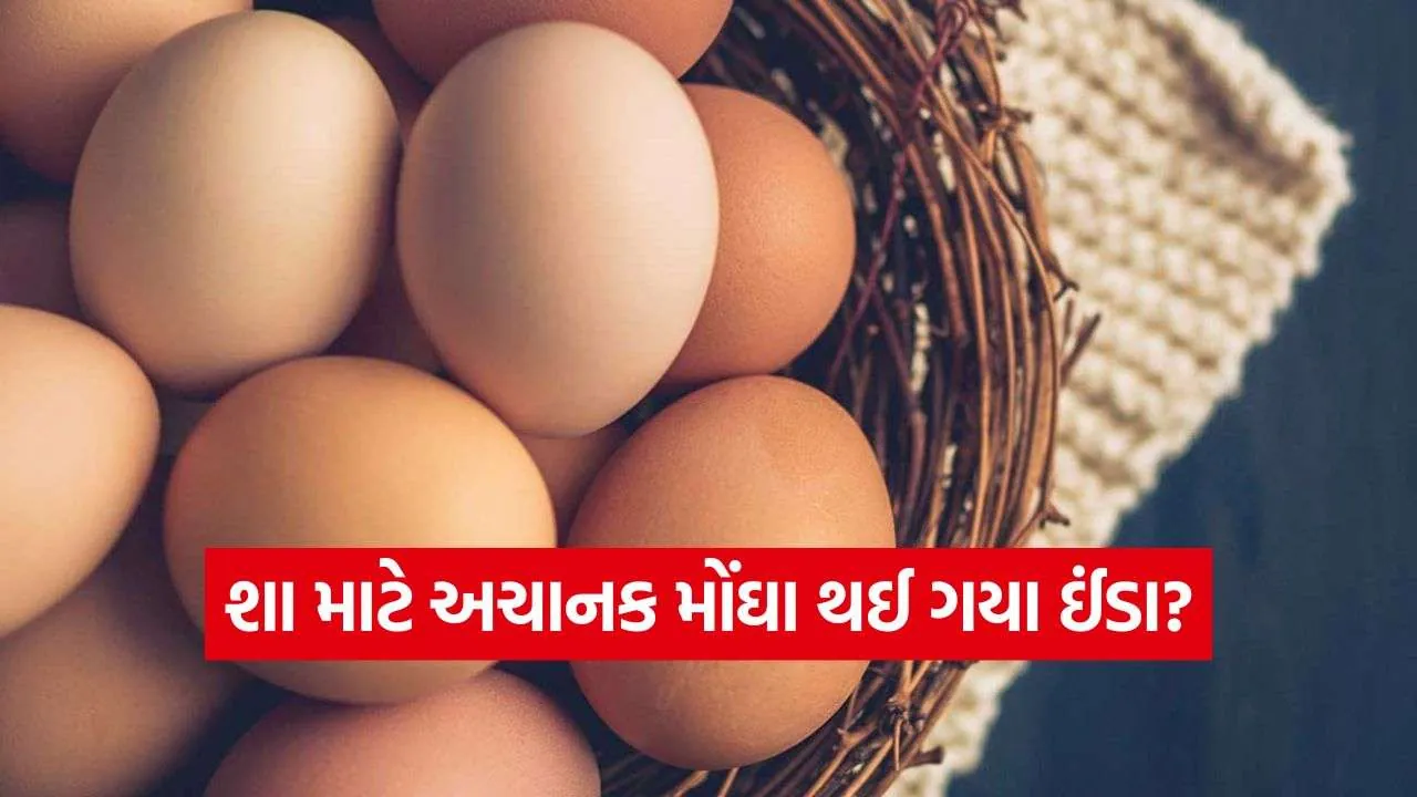 iNDIA 2026 09 03T113350.502.jpg