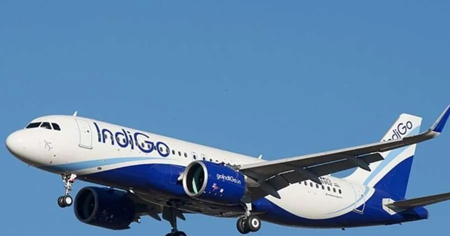 indigo1.jpg