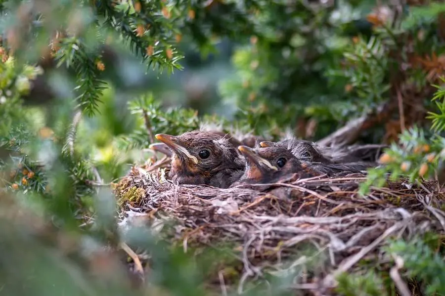 Bird Nest