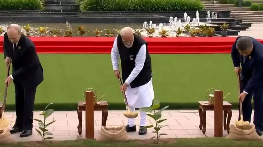 Tree Plantation