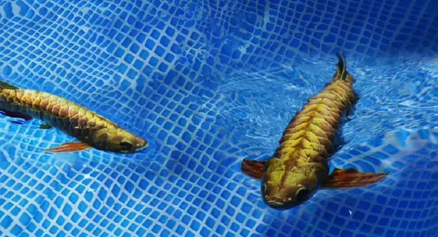 Golden Arowana Fish