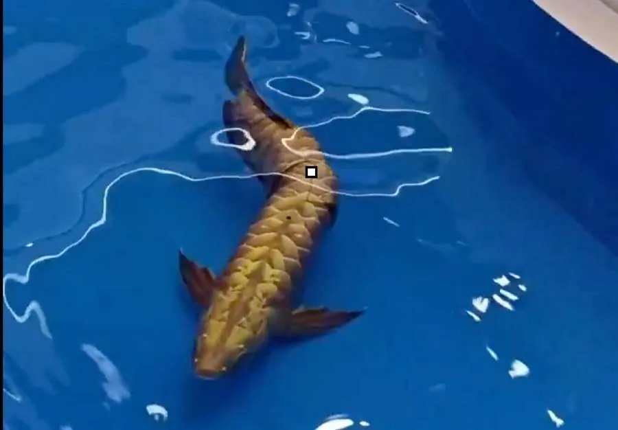 Golden Arowana Fish