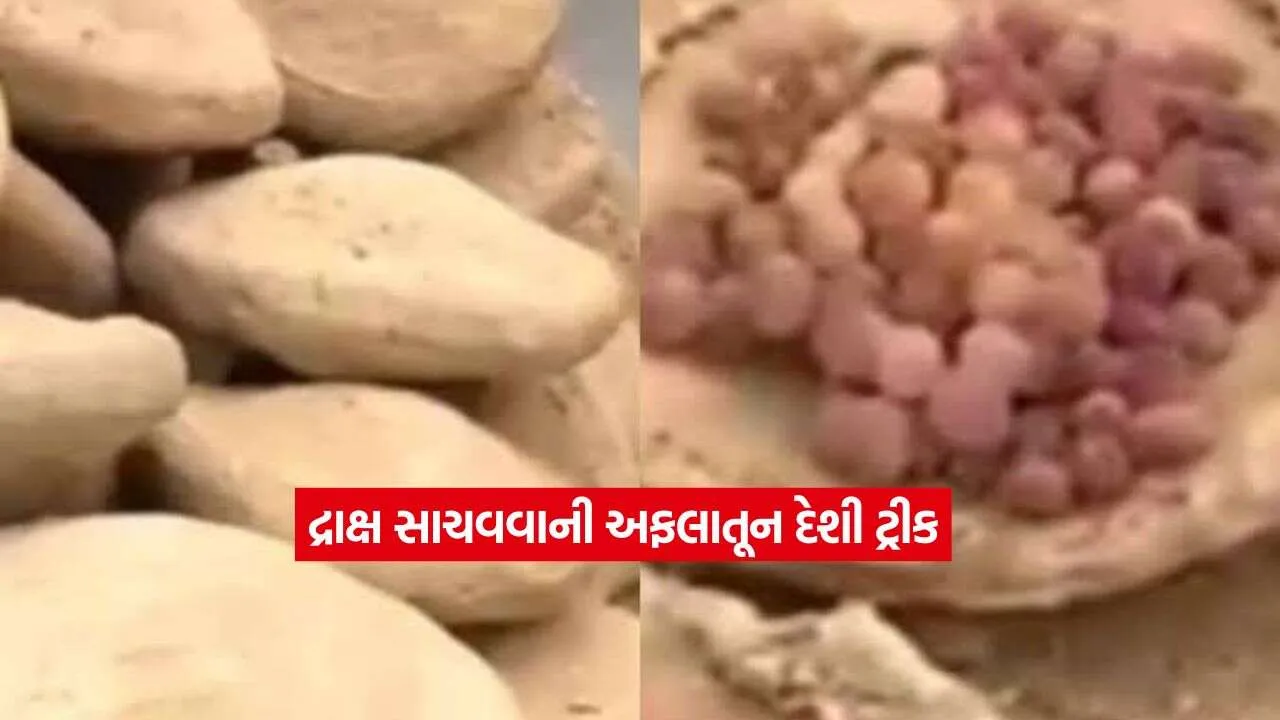 સોશિયલ મીડિયા પર વાયરલ આ હેક: ફ્રિજ વગર મહિનાઓ સુધી દ્રાક્ષ રહેશે એકદમ ફ્રેશ, જાણો કેવી રીતે 1 viral video1.jpg